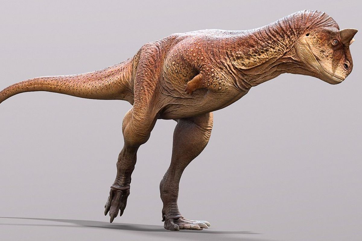 Rekonstruksi dinosaurus karnivora, Carnotaurus, dari fosil kulit dinosaurus yang ditemukan di Argentina. 