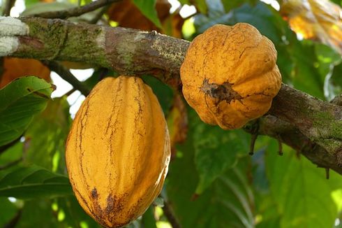 Ciri-ciri Kakao Siap Panen dan Cara Pemanenan yang Benar