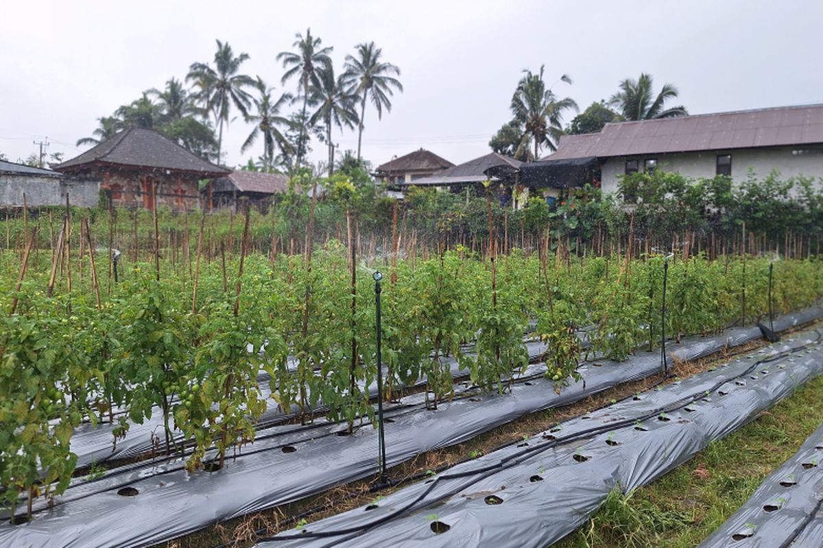 Lahan pertanian cabai KTT Mekar Nadi Sari yang sudah menerapkan sistem pertanian berbasis IoT.
