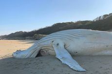 Paus Albino Langka Ditemukan Terdampar di Pantai Australia, Dipastikan Bukan Migaloo yang Terkenal