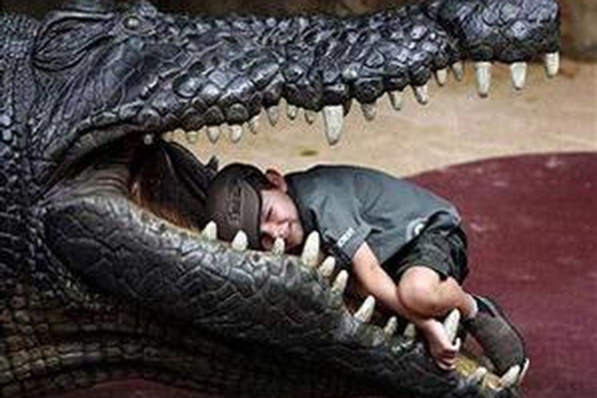 Seorang bocah berpose di mulut dari replika seekor buaya  yang terdapat di Australia Zoo, Sunshine Coast, Australia, 15 November 2008. 