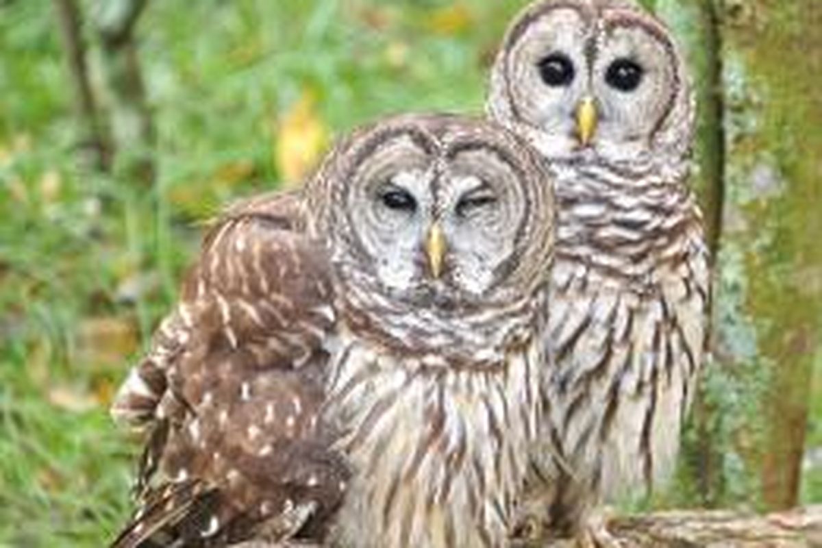 Burung hantu jenis barred owl