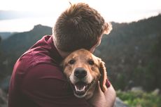Apakah Anjing Benar-Benar Menyayangi Kita?