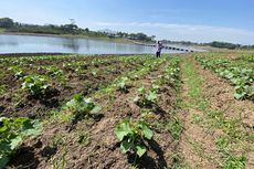 Waduk Saguling Mengering, Petani Bandung Barat Manfaatkan Lahan untuk Bertahan Hidup