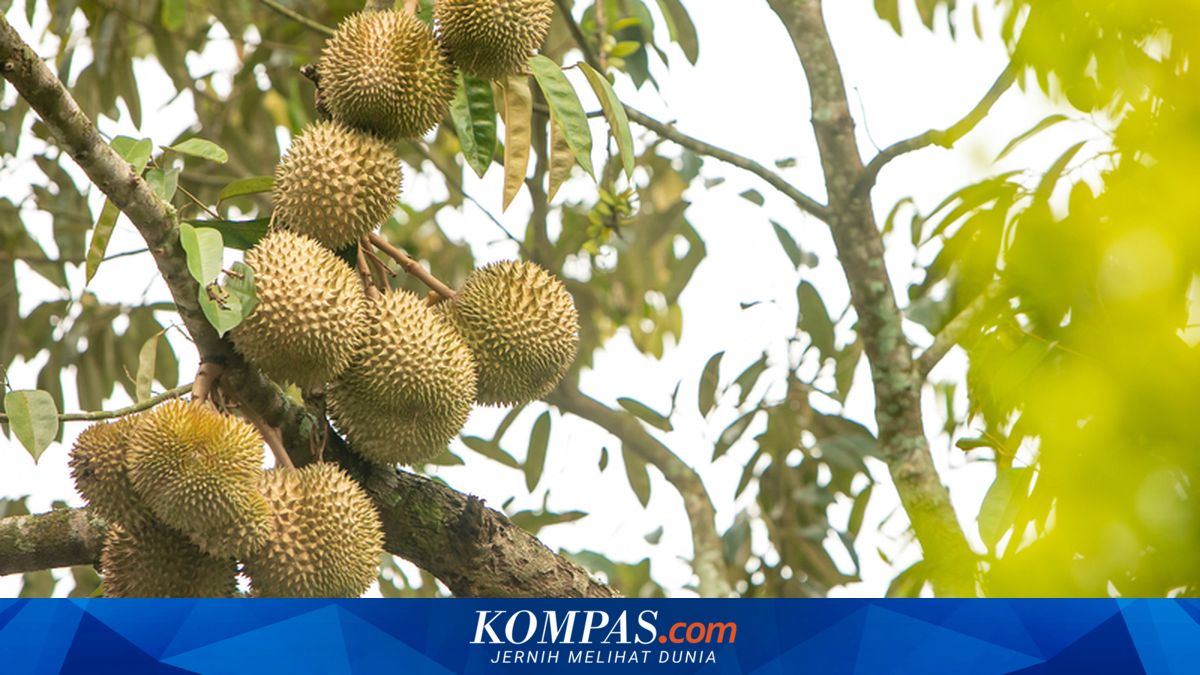 Malaysia Dilanda "Tsunami" Durian, Harga Musang King Anjlok Jadi Rp 39.000-an