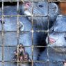 10.000 Cerpelai di Amerika Serikat Tewas karena Virus Corona
