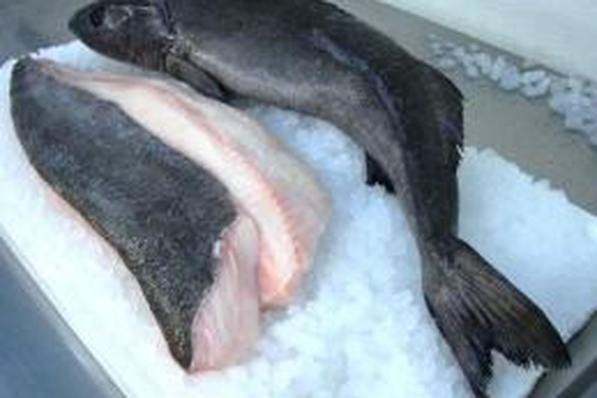 Ikan Black Cod