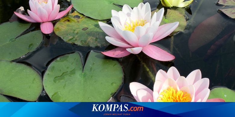 6 Fakta Unik Dari Bunga Teratai Halaman All Kompas Com