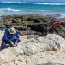 Bangkai Paus 8,4 Meter Ditemukan di Pantai Hela Sabu Raijua NTT