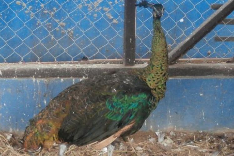 Seekor merak jawa yang disita tim BBKSDA Jawa Barat di rumah Camat Majalaya, Kabupaten Bandung, Jumat (20/1/2017). KOMPAS.com/DENDI RAMDHANI