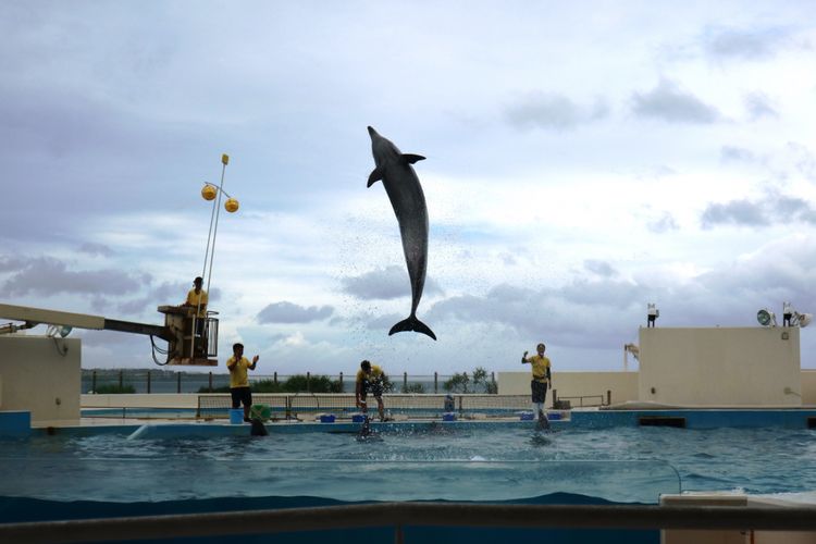 Lumba-lumba sedang beraksi di Dolphin Show Okinawa Churaumi Aquarium, yang merupakan Aquarium terbesar di Jepang, berisikan ikan dari Samudera Pasifik dan Laut China Selatan, Sabtu (29/6/2018).