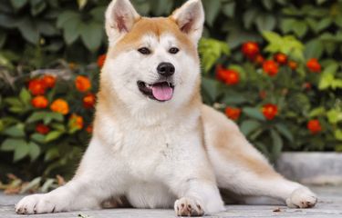 Perbedaan akita dan shiba hot sale inu