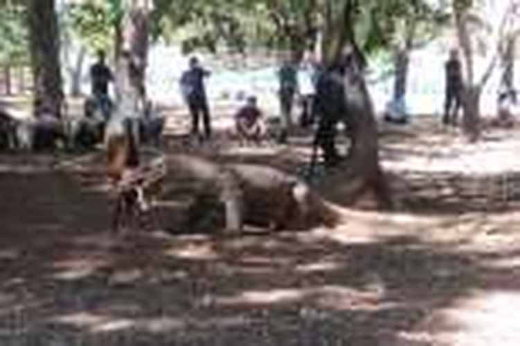 Dua ekor komodo, jantan dan betina di Taman Nasional Komodo tengah mengoyak dua ekor kambing muda, Labuan Bajo, Senin (6/6/2016). Komodo betina umumnya lebih agresif soal makanan.