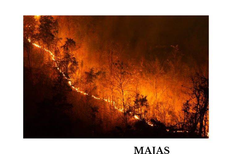 Ilustrasi kebakaran hutan.