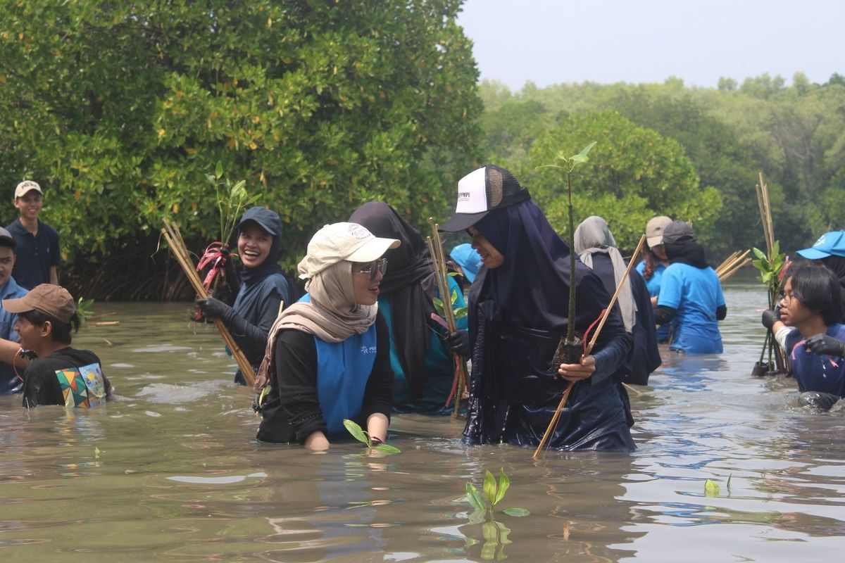 Mahasiswa dan dosen Universitas Pertamina terlibat langsung dalam program penanaman mangrove sebagai bagian dari upaya restorasi ekosistem pesisir dan mitigasi banjir rob di pesisir Jakarta dan Subang.