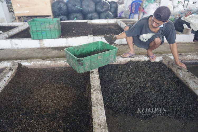 Petugas memanen maggot di Tempat Pengolahan Sampah Terpadu (TPST) Sokaraja, Kabupaten Banyumas, Jawa Tengah, Senin (16/8/2021).