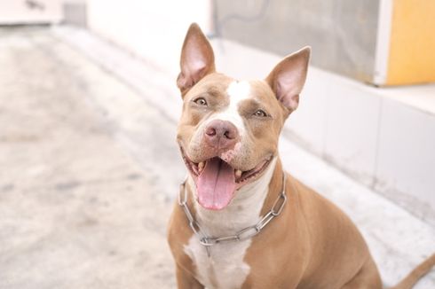 Anjing Pitbull yang Serang Satpam di Sawah Besar Dikarantina