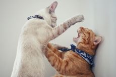 Tips Melerai Kucing dan Mengenali Penyebab Pertarungannya
