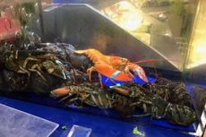 Lobster Oranye Langka Diselamatkan dari Swalayan