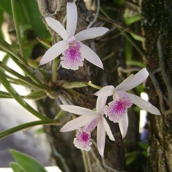 Ilustrasi bunga anggrek epidendrum.