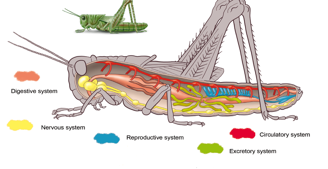 Sistem peredaran darah serangga