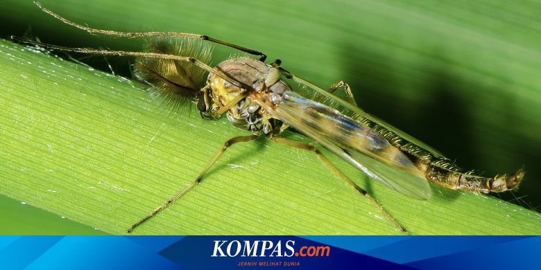 10 Petua Halau Agas Dari Rumah Tak Perlu Spray Racun Serangga Lagi Bidadari My