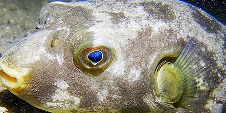 Mengenal Tetrodotoksin Racun Ikan Buntal Yang Bahayakan Nyawa Halaman All Kompas Com