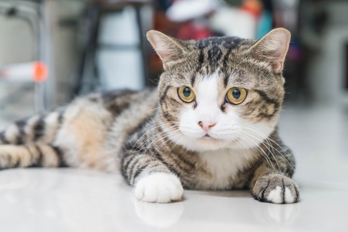 Pengelihatan kucing ternyata tidak hanya hitam dan putih, namun kucing tak dapat membedakan warna seperti manusia.