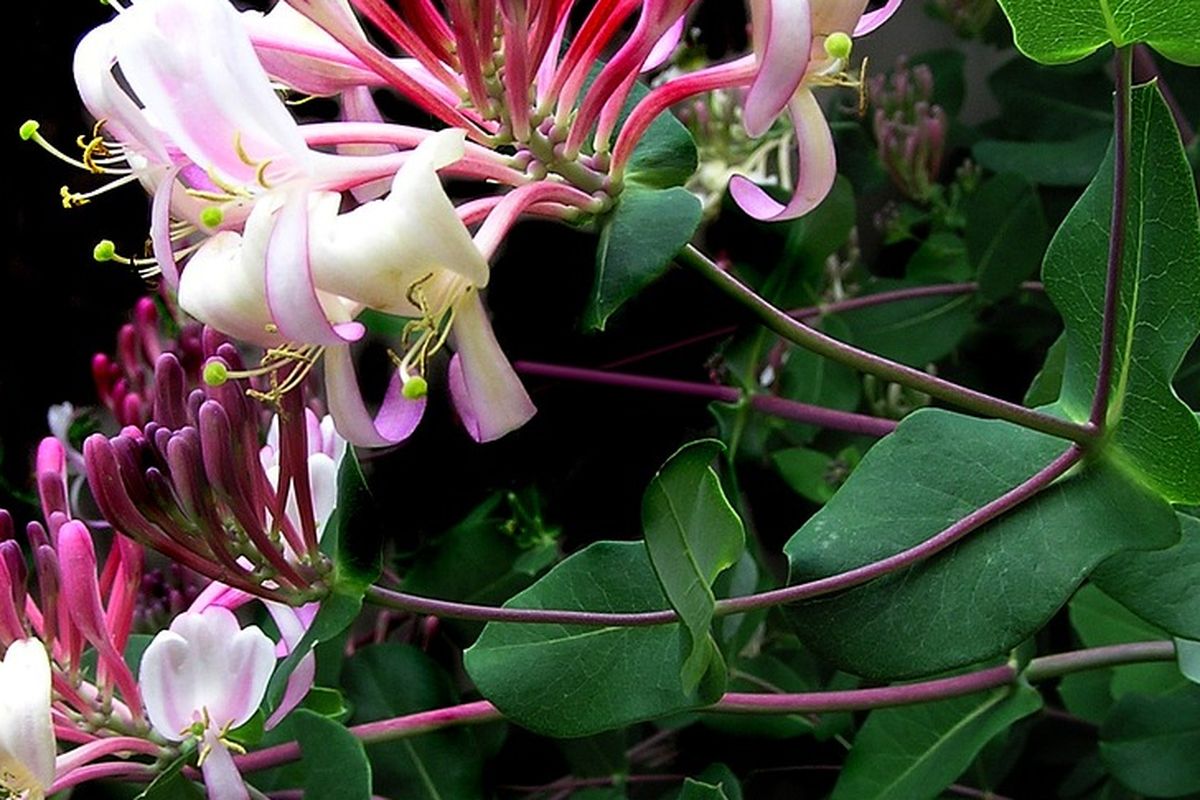 Ilustrasi bunga honeysuckle. 