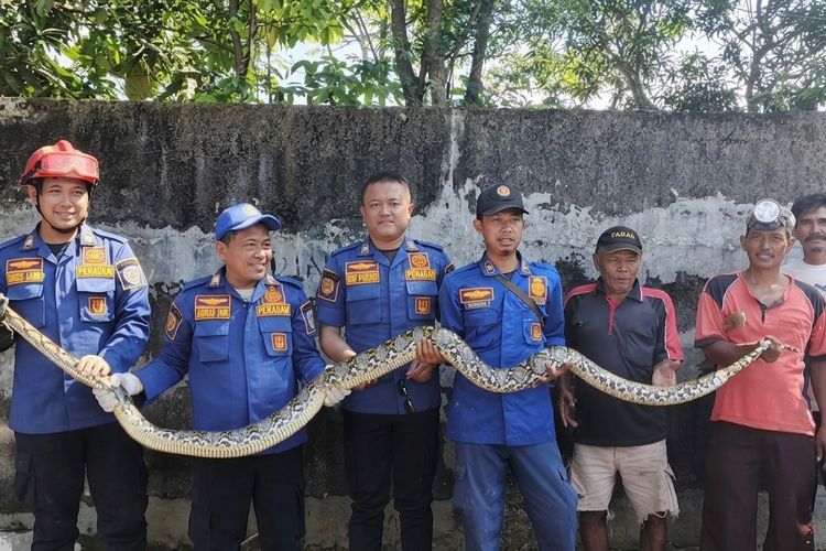 Penampakan Ular Sanca 4 Meter Muncul di Plafon Rumah Warga di Indramayu