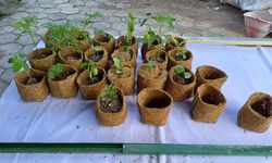 Dosen IPB Perkenalkan Cara Manfaatkan Jerami Padi Jadi Bio-pot Bernilai Ekonomi