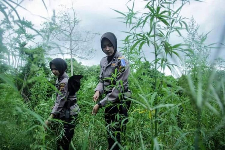 Dua polisi wanita sedang mencabut batang ganja di Dusun Lhok Drien, Desa Sawang, Kecamatan Sawang, Aceh Utara, Kamis (11/5/2017)