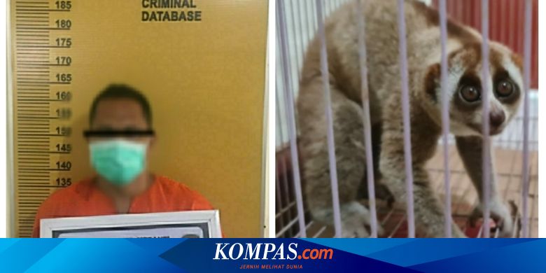 Tangkap dan Simpan Kukang di Rumah, Warga Riau Ditangkap Polisi - Vimarsana News