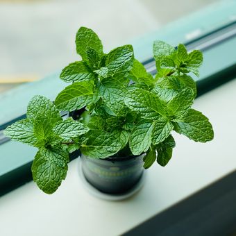 Tanaman herba mint