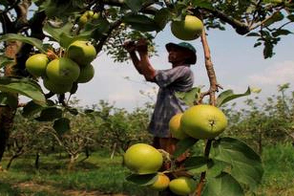 Seorang petani nampak tengah merawat tanaman apel yang buahnya tengah mencapai umur 3,5 bulan di daerah berhawa dingin, di Batu, Jawa Timur, Sabtu (11/5/2013). Saat ini harga apel asal Batu tengah naik cukup tinggi dibanding beberapa bulan sebelumnya. salah satu penyebabnya adalah buah tahunan yang biasanya menjadi pesaing, saat ini sedang tidak musim dan memenuhi pasaran. 