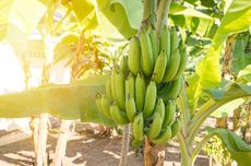 Inilah 6 Cara Agar Pohon Pisang Cepat Berbuah