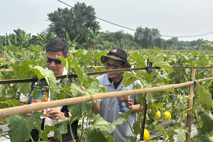 Menanam Melon, Memanen Peluang: Kisah Peserta Vokasi Kemnaker Belajar Bertani