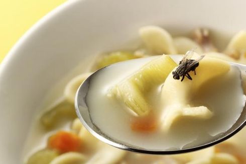 Makanan Dihinggapi Lalat, Masihkah Layak Makan?