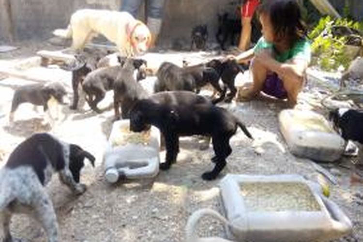 Puluhan anjing yang  tidak diinginkam oleh majikannya di rawat oleh Ocha di rumah pribadinya jalan airlangga Banyuwangi