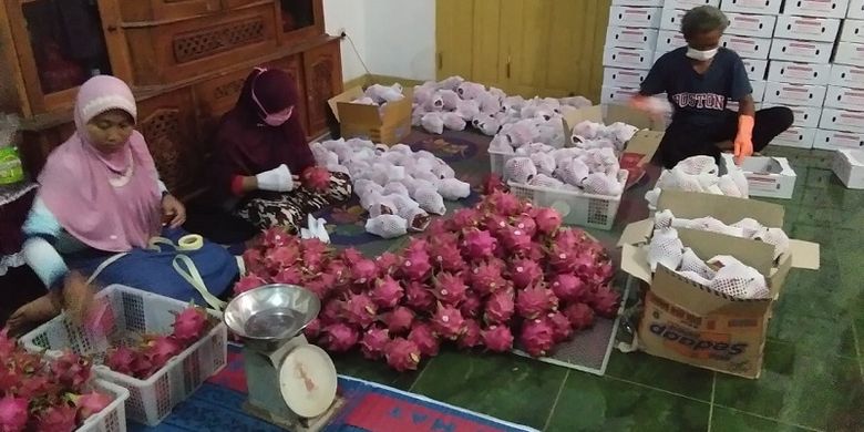 Kementan berhasil gaet Investor serap 150 ton buah naga petani di Banyuwangi