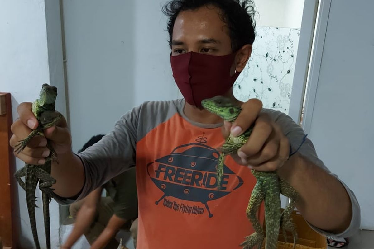 Reptil ilegal yang akan dikirim melalui kargo bandara internasional Soekarno-Hatta