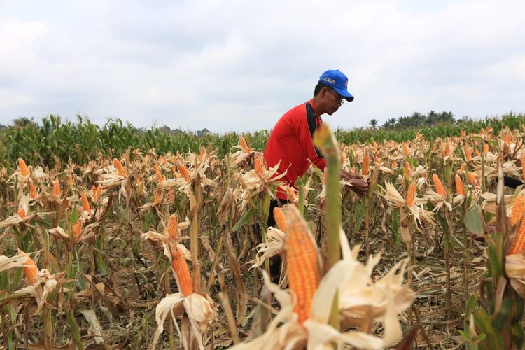 Ilustrasi: petani jagung Desa Nanjungan, Kecamatan Kedurang Ilir, Bengkulu Selatan.
