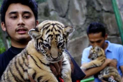 Anaknya Pelihara Harimau di Rumah, Ibunda Alshad Ahmad Sempat Ingin Pindah Rumah
