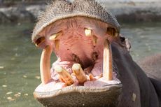Kenapa Gigi Kuda Nil Diburu dan Membuatnya Semakin Terancam Punah?