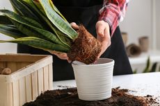 Cara Repotting Tanaman Hias dalam Ruangan dengan Mudah 