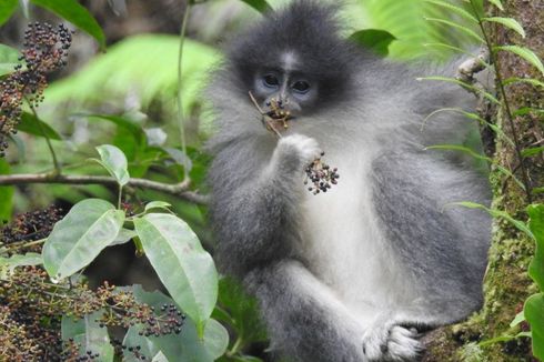 Surili Berkeliaran di Permukiman, Monyet Langka Maskot PON Jabar 2016, Diduga Binatang Peliharaan