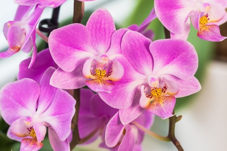 Ilustrasi tanaman anggrek.