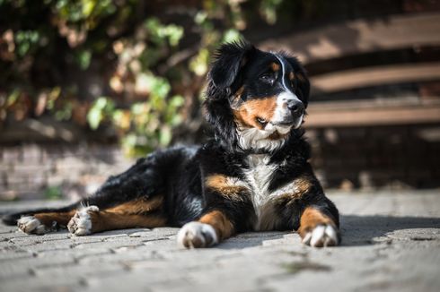 Berita Harian Ras Anjing Yang Tenang Dan Jarang Menggonggong Terbaru ...