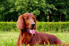 4 Alasan Anjing Menjulurkan Lidah, dari Sakit hingga Bahagia