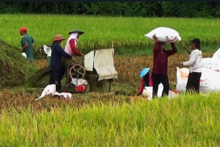 Kekhawatiran Petani Saat Harga Gabah Naik, tapi Harga Beras Pun Tinggi